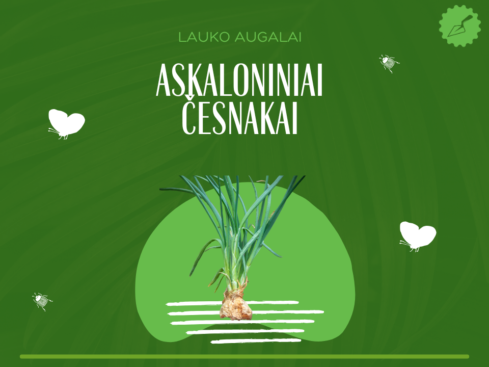 Askaloniniai česnakai