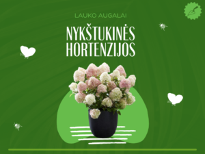 Nykštukinės hortenzijos(1)