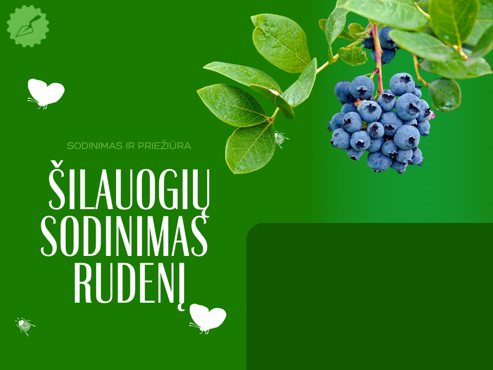 Šilauogių sodinimas rudenį