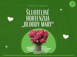 Šluotelinė hortenzija „Bloody Mary“