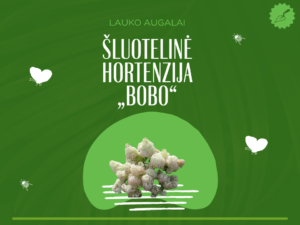 Šluotelinė hortenzija „Bobo“