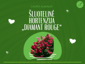 Šluotelinė hortenzija „Diamant Rouge“