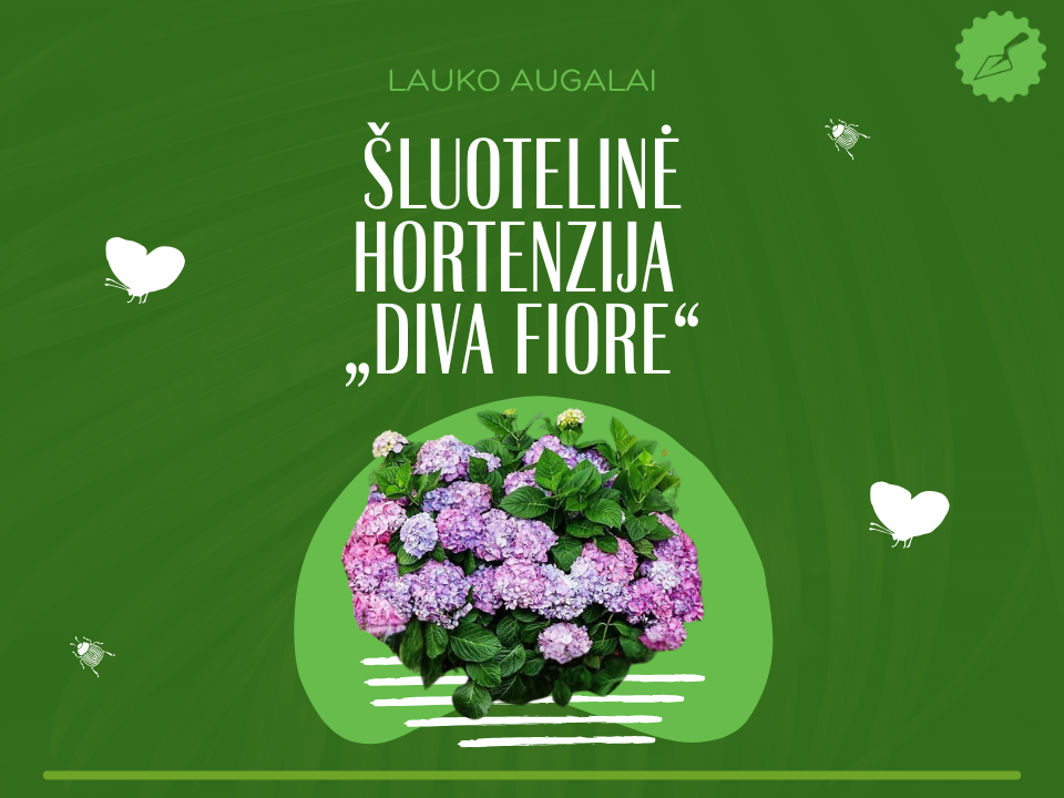 Šluotelinė hortenzija „Diva Fiore“