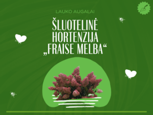 Šluotelinė hortenzija „Fraise Melba“