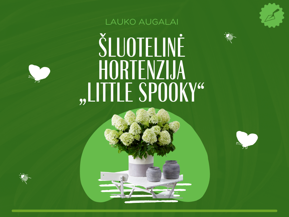 Šluotelinė hortenzija „Little Spooky“