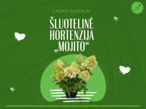 Šluotelinė hortenzija „Mojito“