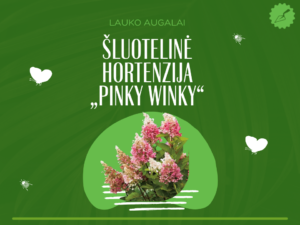 Šluotelinė hortenzija „Pinky Winky“