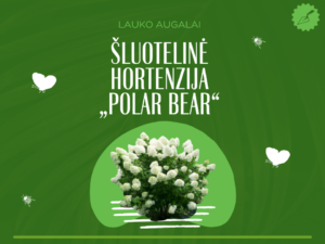 Šluotelinė hortenzija „Polar Bear“