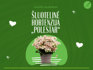 Šluotelinė hortenzija „Polestar“