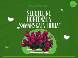 Šluotelinė hortenzija „Samarskaja Lidija“