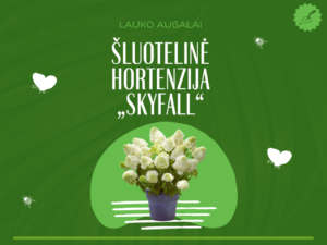 Šluotelinė hortenzija „Skyfall“