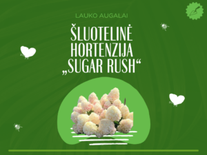 Šluotelinė hortenzija „Sugar Rush“