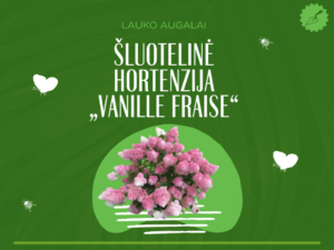 Šluotelinė hortenzija „Vanille Fraise“