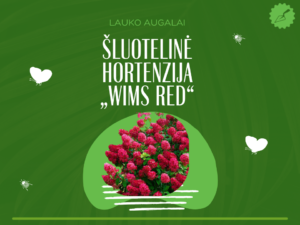 Šluotelinė hortenzija „Wims Red“