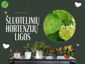 Šluotelinių hortenzijų ligos