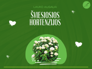 Šviesiosios hortenzijos