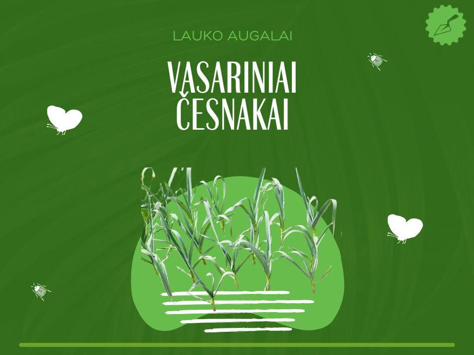 Vasariniai česnakai