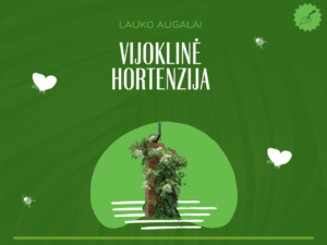 Vijoklinė hortenzija