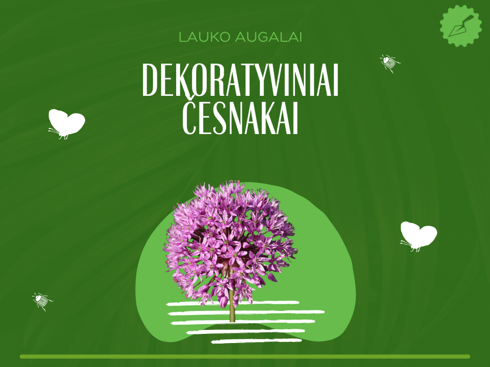 dekoratyviniai česnakai