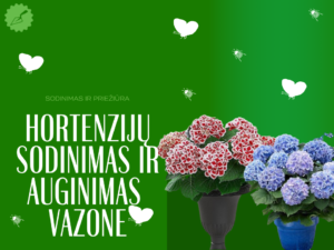 hortenzijų sodinimas ir auginimas vazone