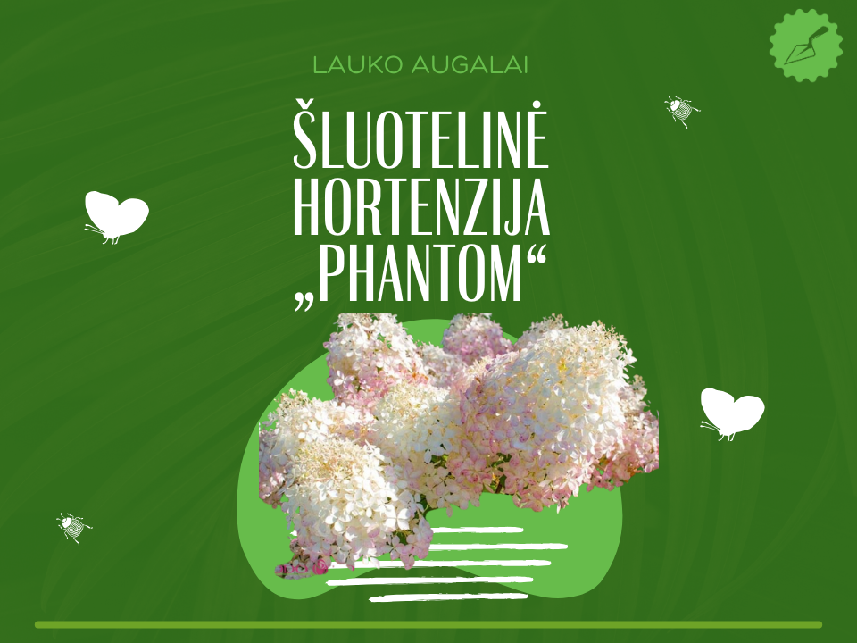 šluotelinė hortenzija „Phantom“