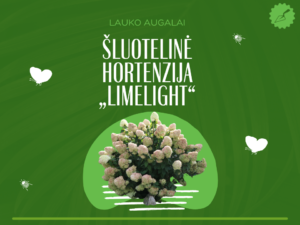 šluotelinė hortenzija „limelight“