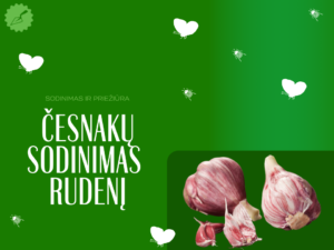 Česnakų sodinimas rudenį