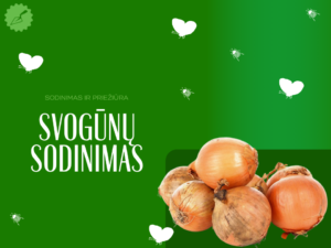 Svogūnų sodinimas