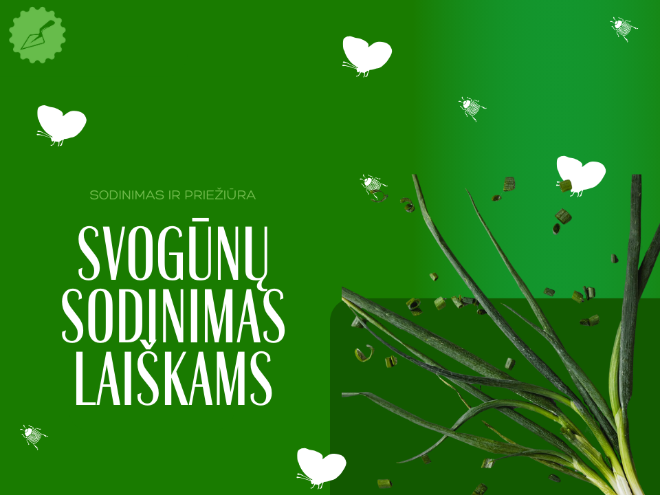 Svogūnų sodinimas laiškams