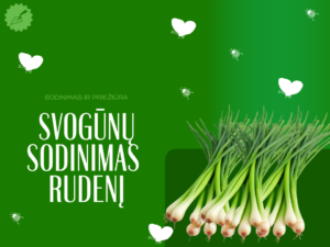 Svogūnų sodinimas rudenį