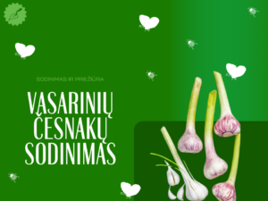 Vasarinių česnakų sodinimas