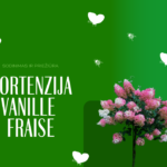 Hortenzija Vanille Fraise: sodinimas, auginimas ir priežiūra