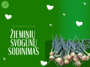 žieminių svogūnų sodinimas